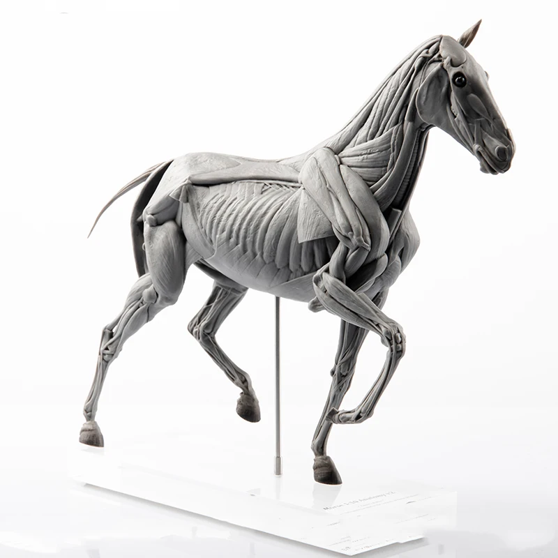 EVOLABORATORY Pferdemuskel-Ana – Resin Art Decoration Items Bewertung und Preis